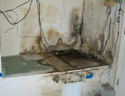 The Difference Between Mold Remediation And Mold Removal
